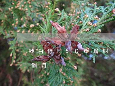 秒白條1500逾期一天(白條500逾期一個月)