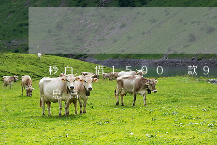秒白條借1500還款9800-秒白條利息高嗎