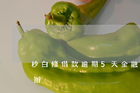 秒白條借款逾期5天(金融白條逾期一天怎么辦)