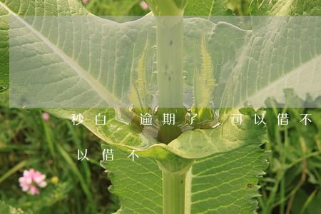 秒白條逾期了還可以借不(秒白條逾期了還可以借不)