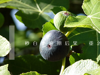 秒白條逾期后果嚴重么(白條會逾期嗎)