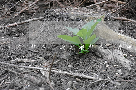 秒白條逾期啦(秒白條今天有到賬的嗎)