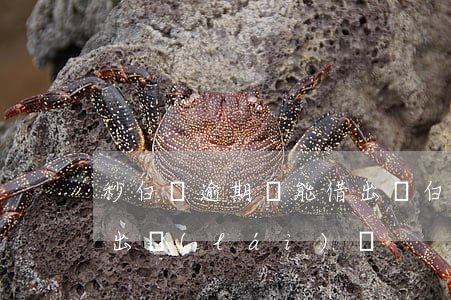 秒白條逾期還能借出嗎(白條逾期2天還能借出來(lái)嗎)