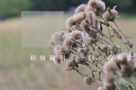 租客逾期一個月沒收租金怎么辦-