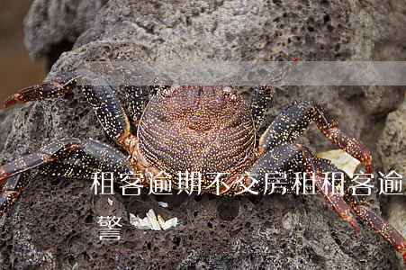 租客逾期不交房租(租客逾期不交房租可以報警嗎)