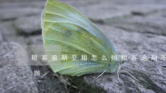 租客逾期交租怎么辦(租客逾期不交租金怎么辦)
