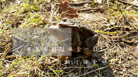租客逾期付租金一個(gè)月合同終止嗎-租客逾期付租金一個(gè)月合同終止嗎怎么辦