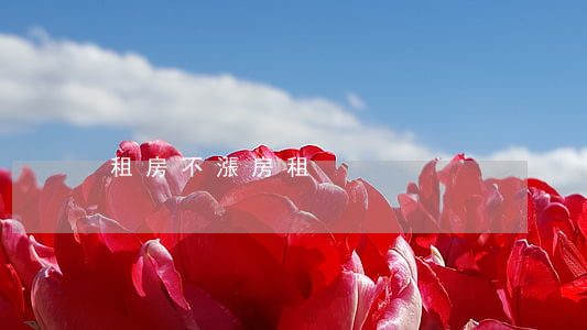 租房不漲房租