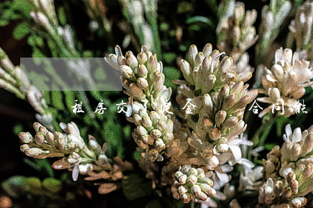 租房交了定金沒簽合同能退嗎