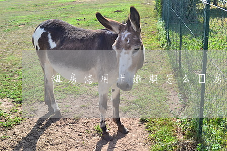 租房信用卡逾期怎么辦(房租逾期怎么催租)