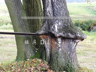 租房協(xié)議模板(房租合同范本)