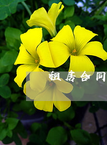 租房合同怎么寫(租房合同怎么寫才有效)