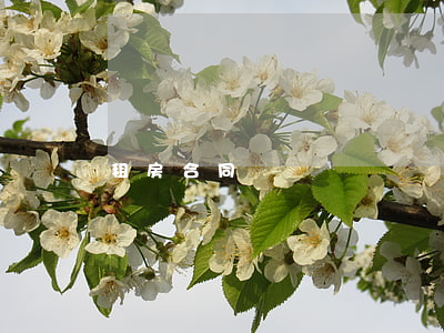 租房合同書