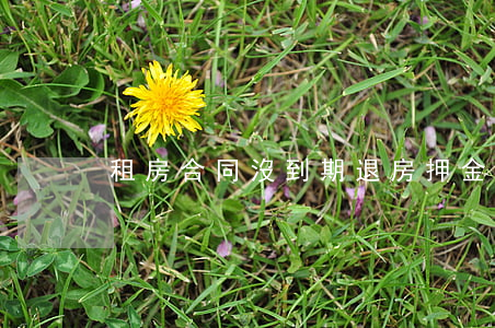 租房合同沒到期退房押金退嗎