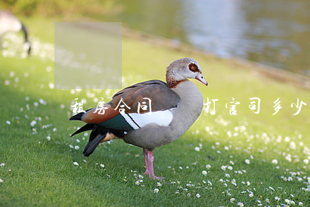 租房合同糾紛打官司多少錢