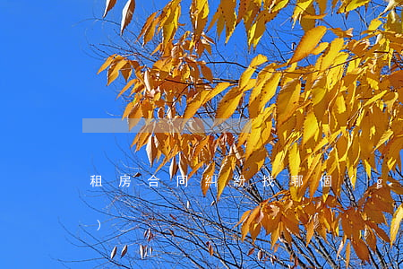 租房合同糾紛找哪個(gè)部門(mén)