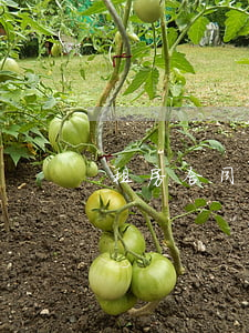 租房合同范本(租房合同范本標準版免費下載)