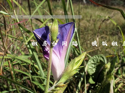 租房合同起訴模板(租房合同起訴模板)