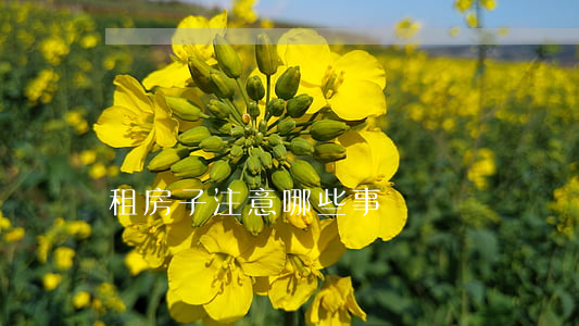 租房子注意哪些事項