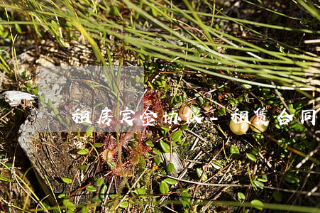 租房定金协议-租赁合同