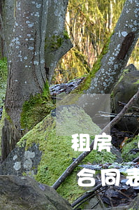 租房書面合同怎么寫（民法典準(zhǔn)合同表示什么意思）