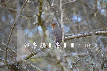 租房期間房東賣(mài)房算違約嗎