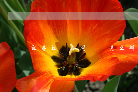 租房租賃合同糾紛怎么解決