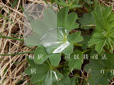 租房糾紛可以找司法嗎(關(guān)于租房糾紛應(yīng)該找誰)