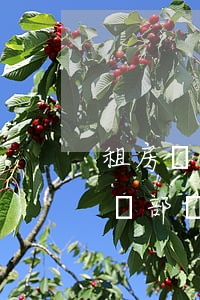 租房糾紛找哪個部門解決(中介租房糾紛找哪個部門解決)