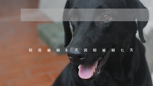 租房逾期8天(房租逾期七天)
