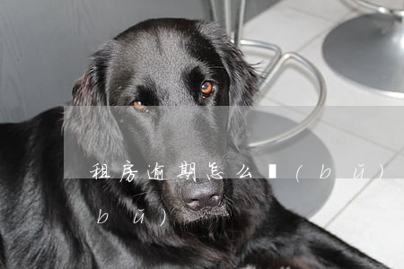 租房逾期怎么補(bǔ)(租房逾期怎么補(bǔ))