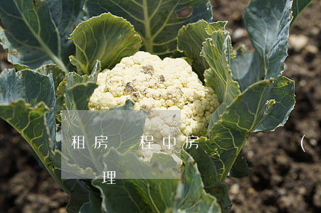 租房過程中房東違約應(yīng)該如何處理