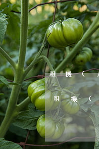 租機(jī)逾期不還會(huì)怎樣-租機(jī)逾期不還會(huì)怎樣辦