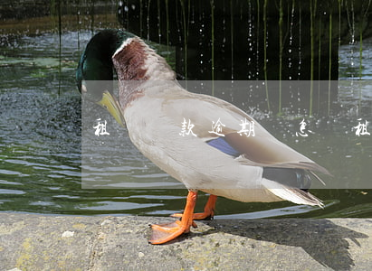 租機還款逾期會怎樣(租機還款逾期會怎樣)