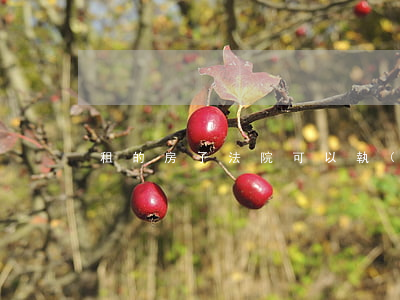 租的房子法院可以執(zhí)行嗎