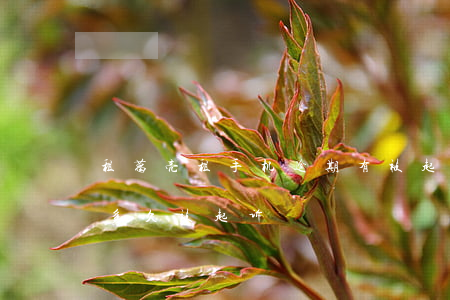 租葛亮租手机逾期有被起诉的吗(租手机逾期多久被起诉)