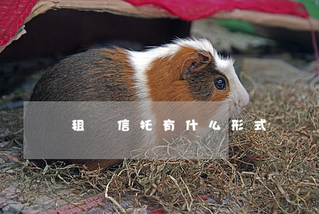 租賃信托有什么形式