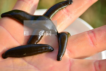 租賃合同