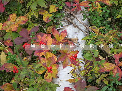租賃合同糾紛包括哪些