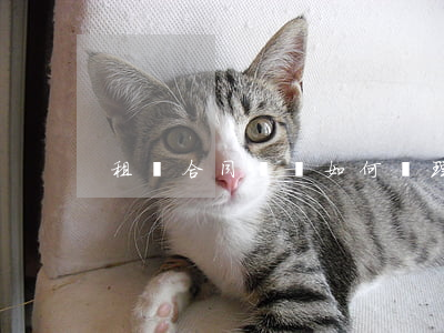 租賃合同糾紛如何處理