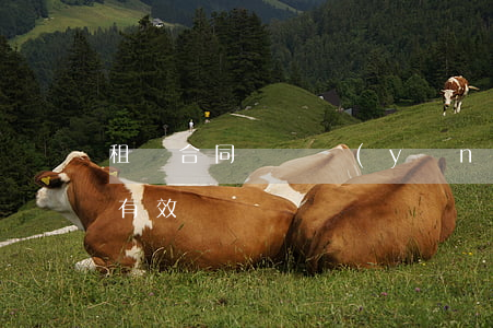 租賃合同糾紛應(yīng)訴狀怎么寫才有效