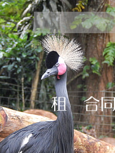 租賃合同糾紛找哪個部門