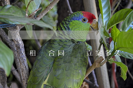 租賃合同糾紛立案多久