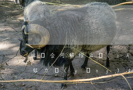 租賃合同解除后轉(zhuǎn)租合同的效力應(yīng)如何認(rèn)定