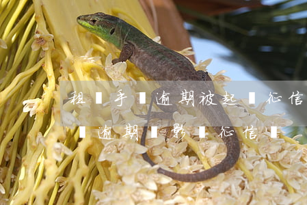 租賃手機逾期被起訴征信會不好嗎(貸款買手機逾期會影響征信嗎)