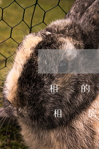 租賃的土地使用權(quán)可以繼承嗎(租賃房屋有繼承權(quán)嗎)