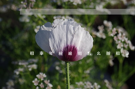 租車年檢逾期怎么辦(租車年檢逾期怎么辦)