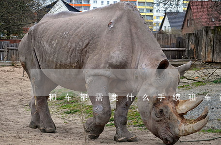 租车都需要什么手续(租车都需要什么手续)