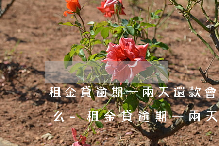 租金貸逾期一兩天還款會(huì)上征信么-租金貸逾期一兩天還款會(huì)上征信么嗎