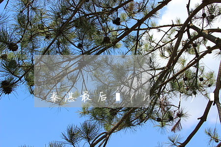 秦湛最后會(huì)離婚嗎